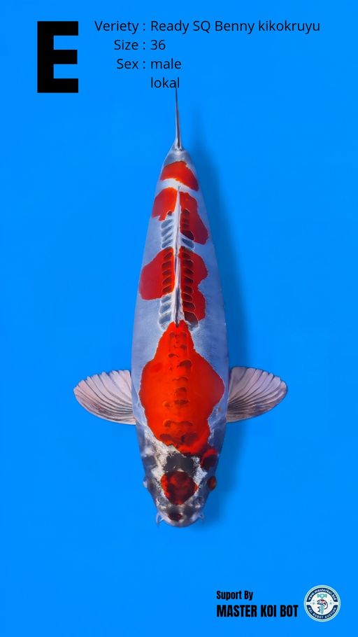 Lelang Koi Online, Jual Beli Ikan Koi, Pusat Jual Beli Koi, Info Lelang Koi Hari Ini, Platform Jual Beli Koi, Jual Beli Ikan Koi Online, Marketplace Ikan Koi, Jual Koi Terbaik, Tempat Beli Koi Berkualitas, Pasar Ikan Koi Online Terpercaya, Penjual Ikan Koi Terpercaya, Beli Koi Hias Online, Ikan Koi untuk Dijual, Koi Kualitas Terbaik, Toko Online Ikan Koi, Koi Hias Untuk Dijual, Jual Beli Ikan Koi Lokal, Koi Indonesia Online, Pusat Jual Beli Koi Terbesar