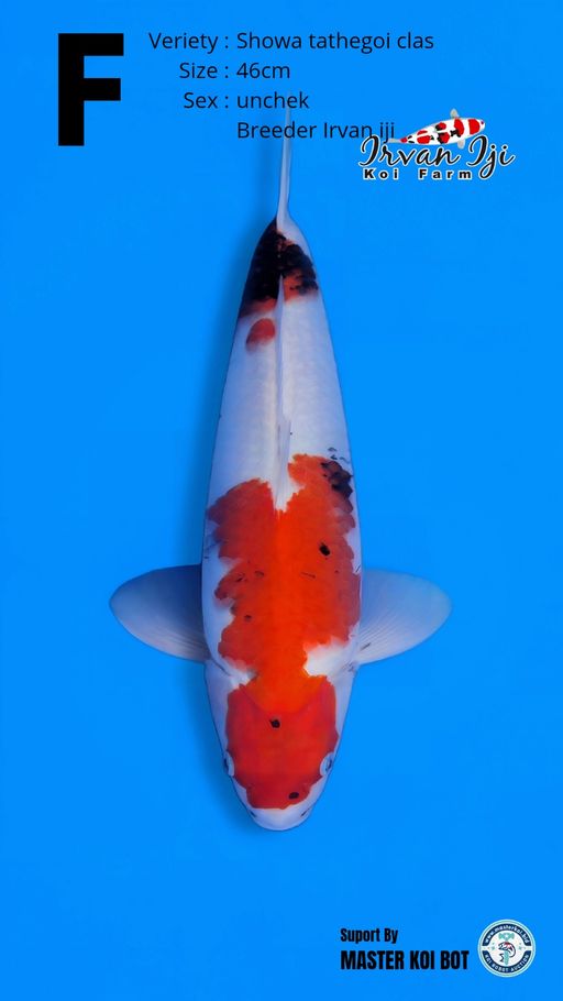 Lelang Koi Online, Jual Beli Ikan Koi, Pusat Jual Beli Koi, Info Lelang Koi Hari Ini, Platform Jual Beli Koi, Jual Beli Ikan Koi Online, Marketplace Ikan Koi, Jual Koi Terbaik, Tempat Beli Koi Berkualitas, Pasar Ikan Koi Online Terpercaya, Penjual Ikan Koi Terpercaya, Beli Koi Hias Online, Ikan Koi untuk Dijual, Koi Kualitas Terbaik, Toko Online Ikan Koi, Koi Hias Untuk Dijual, Jual Beli Ikan Koi Lokal, Koi Indonesia Online, Pusat Jual Beli Koi Terbesar
