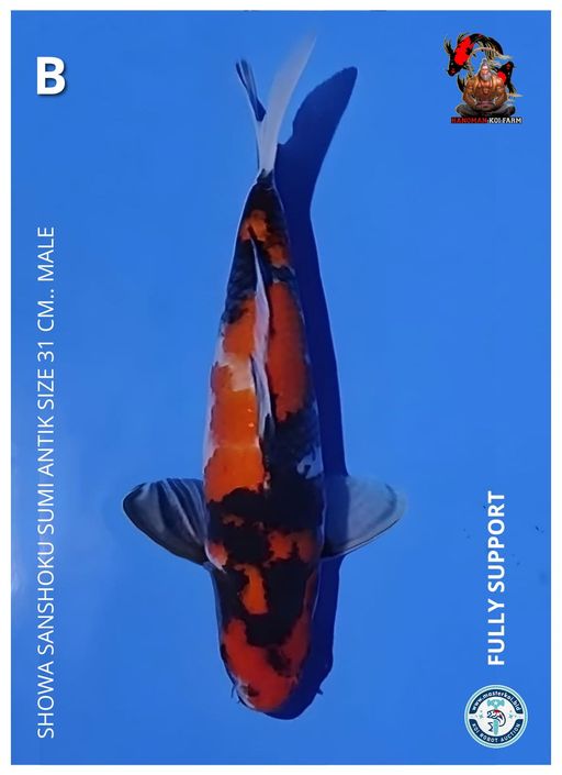 Lelang Koi Online, Jual Beli Ikan Koi, Pusat Jual Beli Koi, Info Lelang Koi Hari Ini, Platform Jual Beli Koi, Jual Beli Ikan Koi Online, Marketplace Ikan Koi, Jual Koi Terbaik, Tempat Beli Koi Berkualitas, Pasar Ikan Koi Online Terpercaya, Penjual Ikan Koi Terpercaya, Beli Koi Hias Online, Ikan Koi untuk Dijual, Koi Kualitas Terbaik, Toko Online Ikan Koi, Koi Hias Untuk Dijual, Jual Beli Ikan Koi Lokal, Koi Indonesia Online, Pusat Jual Beli Koi Terbesar