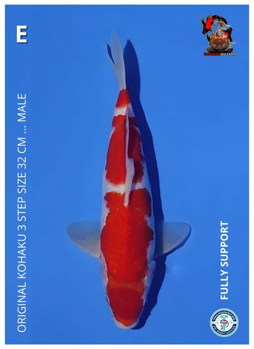 Lelang Koi Online, Jual Beli Ikan Koi, Pusat Jual Beli Koi, Info Lelang Koi Hari Ini, Platform Jual Beli Koi, Jual Beli Ikan Koi Online, Marketplace Ikan Koi, Jual Koi Terbaik, Tempat Beli Koi Berkualitas, Pasar Ikan Koi Online Terpercaya, Penjual Ikan Koi Terpercaya, Beli Koi Hias Online, Ikan Koi untuk Dijual, Koi Kualitas Terbaik, Toko Online Ikan Koi, Koi Hias Untuk Dijual, Jual Beli Ikan Koi Lokal, Koi Indonesia Online, Pusat Jual Beli Koi Terbesar