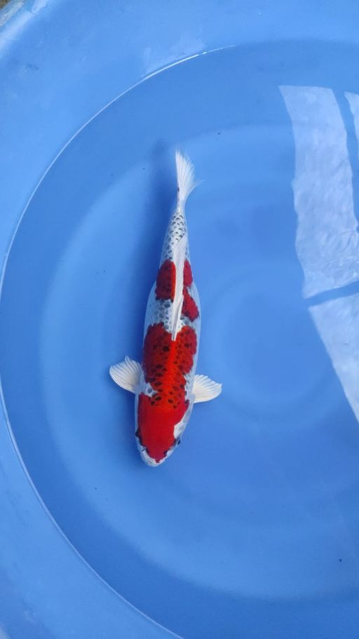 Lelang Koi Online, Jual Beli Ikan Koi, Pusat Jual Beli Koi, Info Lelang Koi Hari Ini, Platform Jual Beli Koi, Jual Beli Ikan Koi Online, Marketplace Ikan Koi, Jual Koi Terbaik, Tempat Beli Koi Berkualitas, Pasar Ikan Koi Online Terpercaya, Penjual Ikan Koi Terpercaya, Beli Koi Hias Online, Ikan Koi untuk Dijual, Koi Kualitas Terbaik, Toko Online Ikan Koi, Koi Hias Untuk Dijual, Jual Beli Ikan Koi Lokal, Koi Indonesia Online, Pusat Jual Beli Koi Terbesar