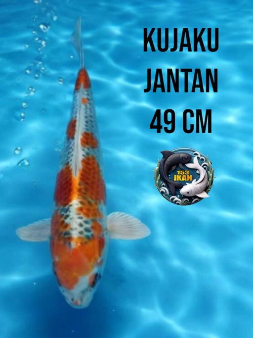 Lelang Koi Online, Jual Beli Ikan Koi, Pusat Jual Beli Koi, Info Lelang Koi Hari Ini, Platform Jual Beli Koi, Jual Beli Ikan Koi Online, Marketplace Ikan Koi, Jual Koi Terbaik, Tempat Beli Koi Berkualitas, Pasar Ikan Koi Online Terpercaya, Penjual Ikan Koi Terpercaya, Beli Koi Hias Online, Ikan Koi untuk Dijual, Koi Kualitas Terbaik, Toko Online Ikan Koi, Koi Hias Untuk Dijual, Jual Beli Ikan Koi Lokal, Koi Indonesia Online, Pusat Jual Beli Koi Terbesar