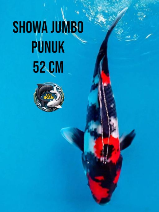Lelang Koi Online, Jual Beli Ikan Koi, Pusat Jual Beli Koi, Info Lelang Koi Hari Ini, Platform Jual Beli Koi, Jual Beli Ikan Koi Online, Marketplace Ikan Koi, Jual Koi Terbaik, Tempat Beli Koi Berkualitas, Pasar Ikan Koi Online Terpercaya, Penjual Ikan Koi Terpercaya, Beli Koi Hias Online, Ikan Koi untuk Dijual, Koi Kualitas Terbaik, Toko Online Ikan Koi, Koi Hias Untuk Dijual, Jual Beli Ikan Koi Lokal, Koi Indonesia Online, Pusat Jual Beli Koi Terbesar