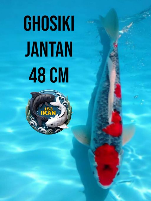 Lelang Koi Online, Jual Beli Ikan Koi, Pusat Jual Beli Koi, Info Lelang Koi Hari Ini, Platform Jual Beli Koi, Jual Beli Ikan Koi Online, Marketplace Ikan Koi, Jual Koi Terbaik, Tempat Beli Koi Berkualitas, Pasar Ikan Koi Online Terpercaya, Penjual Ikan Koi Terpercaya, Beli Koi Hias Online, Ikan Koi untuk Dijual, Koi Kualitas Terbaik, Toko Online Ikan Koi, Koi Hias Untuk Dijual, Jual Beli Ikan Koi Lokal, Koi Indonesia Online, Pusat Jual Beli Koi Terbesar