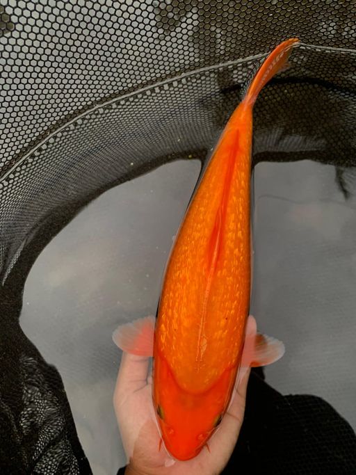 Lelang Koi Online, Jual Beli Ikan Koi, Pusat Jual Beli Koi, Info Lelang Koi Hari Ini, Platform Jual Beli Koi, Jual Beli Ikan Koi Online, Marketplace Ikan Koi, Jual Koi Terbaik, Tempat Beli Koi Berkualitas, Pasar Ikan Koi Online Terpercaya, Penjual Ikan Koi Terpercaya, Beli Koi Hias Online, Ikan Koi untuk Dijual, Koi Kualitas Terbaik, Toko Online Ikan Koi, Koi Hias Untuk Dijual, Jual Beli Ikan Koi Lokal, Koi Indonesia Online, Pusat Jual Beli Koi Terbesar