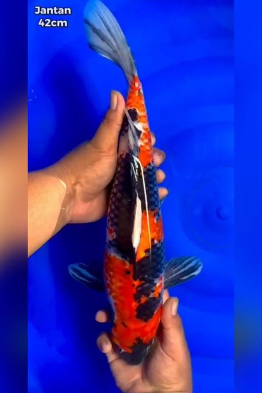 Lelang Koi Online, Jual Beli Ikan Koi, Pusat Jual Beli Koi, Info Lelang Koi Hari Ini, Platform Jual Beli Koi, Jual Beli Ikan Koi Online, Marketplace Ikan Koi, Jual Koi Terbaik, Tempat Beli Koi Berkualitas, Pasar Ikan Koi Online Terpercaya, Penjual Ikan Koi Terpercaya, Beli Koi Hias Online, Ikan Koi untuk Dijual, Koi Kualitas Terbaik, Toko Online Ikan Koi, Koi Hias Untuk Dijual, Jual Beli Ikan Koi Lokal, Koi Indonesia Online, Pusat Jual Beli Koi Terbesar