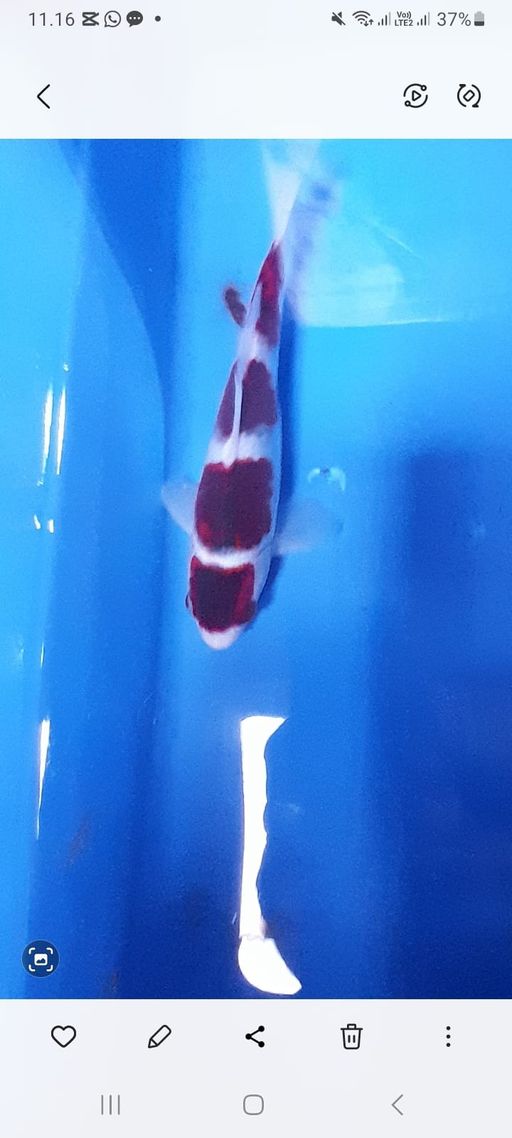 Lelang Koi Online, Jual Beli Ikan Koi, Pusat Jual Beli Koi, Info Lelang Koi Hari Ini, Platform Jual Beli Koi, Jual Beli Ikan Koi Online, Marketplace Ikan Koi, Jual Koi Terbaik, Tempat Beli Koi Berkualitas, Pasar Ikan Koi Online Terpercaya, Penjual Ikan Koi Terpercaya, Beli Koi Hias Online, Ikan Koi untuk Dijual, Koi Kualitas Terbaik, Toko Online Ikan Koi, Koi Hias Untuk Dijual, Jual Beli Ikan Koi Lokal, Koi Indonesia Online, Pusat Jual Beli Koi Terbesar