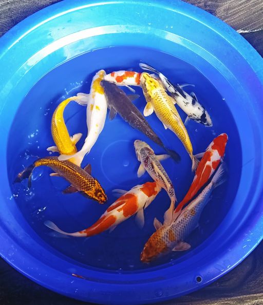 Lelang Koi Online, Jual Beli Ikan Koi, Pusat Jual Beli Koi, Info Lelang Koi Hari Ini, Platform Jual Beli Koi, Jual Beli Ikan Koi Online, Marketplace Ikan Koi, Jual Koi Terbaik, Tempat Beli Koi Berkualitas, Pasar Ikan Koi Online Terpercaya, Penjual Ikan Koi Terpercaya, Beli Koi Hias Online, Ikan Koi untuk Dijual, Koi Kualitas Terbaik, Toko Online Ikan Koi, Koi Hias Untuk Dijual, Jual Beli Ikan Koi Lokal, Koi Indonesia Online, Pusat Jual Beli Koi Terbesar