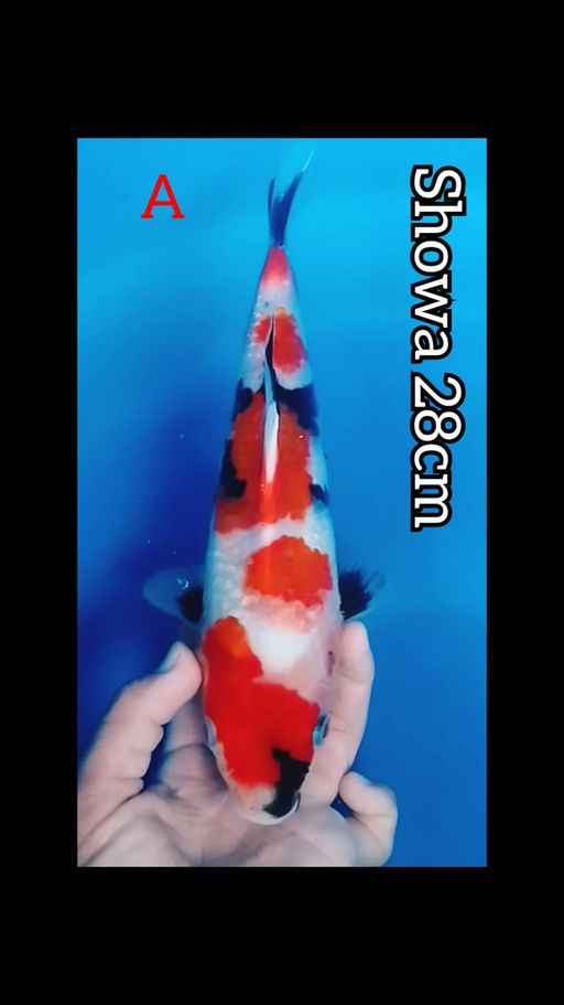 Lelang Koi Online, Jual Beli Ikan Koi, Pusat Jual Beli Koi, Info Lelang Koi Hari Ini, Platform Jual Beli Koi, Jual Beli Ikan Koi Online, Marketplace Ikan Koi, Jual Koi Terbaik, Tempat Beli Koi Berkualitas, Pasar Ikan Koi Online Terpercaya, Penjual Ikan Koi Terpercaya, Beli Koi Hias Online, Ikan Koi untuk Dijual, Koi Kualitas Terbaik, Toko Online Ikan Koi, Koi Hias Untuk Dijual, Jual Beli Ikan Koi Lokal, Koi Indonesia Online, Pusat Jual Beli Koi Terbesar