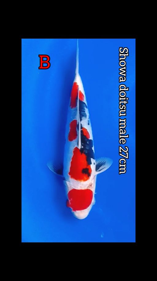 Lelang Koi Online, Jual Beli Ikan Koi, Pusat Jual Beli Koi, Info Lelang Koi Hari Ini, Platform Jual Beli Koi, Jual Beli Ikan Koi Online, Marketplace Ikan Koi, Jual Koi Terbaik, Tempat Beli Koi Berkualitas, Pasar Ikan Koi Online Terpercaya, Penjual Ikan Koi Terpercaya, Beli Koi Hias Online, Ikan Koi untuk Dijual, Koi Kualitas Terbaik, Toko Online Ikan Koi, Koi Hias Untuk Dijual, Jual Beli Ikan Koi Lokal, Koi Indonesia Online, Pusat Jual Beli Koi Terbesar