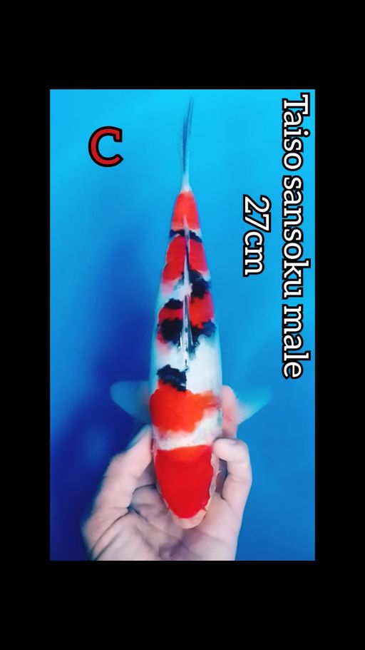Lelang Koi Online, Jual Beli Ikan Koi, Pusat Jual Beli Koi, Info Lelang Koi Hari Ini, Platform Jual Beli Koi, Jual Beli Ikan Koi Online, Marketplace Ikan Koi, Jual Koi Terbaik, Tempat Beli Koi Berkualitas, Pasar Ikan Koi Online Terpercaya, Penjual Ikan Koi Terpercaya, Beli Koi Hias Online, Ikan Koi untuk Dijual, Koi Kualitas Terbaik, Toko Online Ikan Koi, Koi Hias Untuk Dijual, Jual Beli Ikan Koi Lokal, Koi Indonesia Online, Pusat Jual Beli Koi Terbesar
