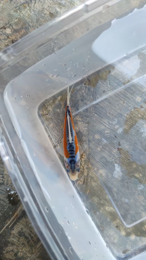 Lelang Koi Online, Jual Beli Ikan Koi, Pusat Jual Beli Koi, Info Lelang Koi Hari Ini, Platform Jual Beli Koi, Jual Beli Ikan Koi Online, Marketplace Ikan Koi, Jual Koi Terbaik, Tempat Beli Koi Berkualitas, Pasar Ikan Koi Online Terpercaya, Penjual Ikan Koi Terpercaya, Beli Koi Hias Online, Ikan Koi untuk Dijual, Koi Kualitas Terbaik, Toko Online Ikan Koi, Koi Hias Untuk Dijual, Jual Beli Ikan Koi Lokal, Koi Indonesia Online, Pusat Jual Beli Koi Terbesar