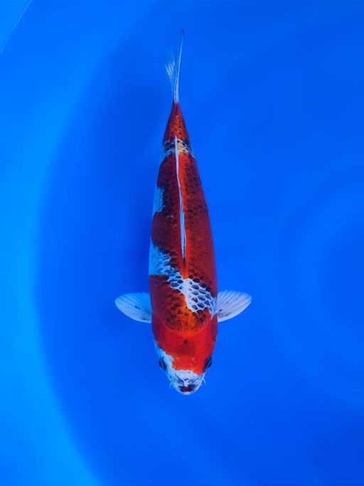 Lelang Koi Online, Jual Beli Ikan Koi, Pusat Jual Beli Koi, Info Lelang Koi Hari Ini, Platform Jual Beli Koi, Jual Beli Ikan Koi Online, Marketplace Ikan Koi, Jual Koi Terbaik, Tempat Beli Koi Berkualitas, Pasar Ikan Koi Online Terpercaya, Penjual Ikan Koi Terpercaya, Beli Koi Hias Online, Ikan Koi untuk Dijual, Koi Kualitas Terbaik, Toko Online Ikan Koi, Koi Hias Untuk Dijual, Jual Beli Ikan Koi Lokal, Koi Indonesia Online, Pusat Jual Beli Koi Terbesar