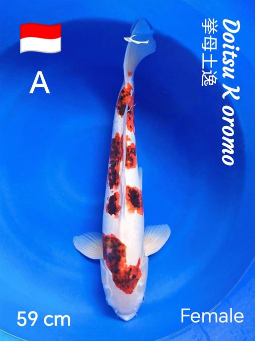 Lelang Koi Online, Jual Beli Ikan Koi, Pusat Jual Beli Koi, Info Lelang Koi Hari Ini, Platform Jual Beli Koi, Jual Beli Ikan Koi Online, Marketplace Ikan Koi, Jual Koi Terbaik, Tempat Beli Koi Berkualitas, Pasar Ikan Koi Online Terpercaya, Penjual Ikan Koi Terpercaya, Beli Koi Hias Online, Ikan Koi untuk Dijual, Koi Kualitas Terbaik, Toko Online Ikan Koi, Koi Hias Untuk Dijual, Jual Beli Ikan Koi Lokal, Koi Indonesia Online, Pusat Jual Beli Koi Terbesar
