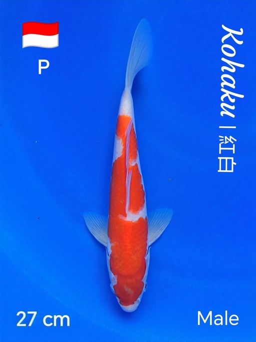 Lelang Koi Online, Jual Beli Ikan Koi, Pusat Jual Beli Koi, Info Lelang Koi Hari Ini, Platform Jual Beli Koi, Jual Beli Ikan Koi Online, Marketplace Ikan Koi, Jual Koi Terbaik, Tempat Beli Koi Berkualitas, Pasar Ikan Koi Online Terpercaya, Penjual Ikan Koi Terpercaya, Beli Koi Hias Online, Ikan Koi untuk Dijual, Koi Kualitas Terbaik, Toko Online Ikan Koi, Koi Hias Untuk Dijual, Jual Beli Ikan Koi Lokal, Koi Indonesia Online, Pusat Jual Beli Koi Terbesar