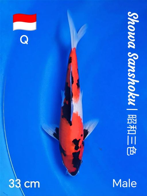 Lelang Koi Online, Jual Beli Ikan Koi, Pusat Jual Beli Koi, Info Lelang Koi Hari Ini, Platform Jual Beli Koi, Jual Beli Ikan Koi Online, Marketplace Ikan Koi, Jual Koi Terbaik, Tempat Beli Koi Berkualitas, Pasar Ikan Koi Online Terpercaya, Penjual Ikan Koi Terpercaya, Beli Koi Hias Online, Ikan Koi untuk Dijual, Koi Kualitas Terbaik, Toko Online Ikan Koi, Koi Hias Untuk Dijual, Jual Beli Ikan Koi Lokal, Koi Indonesia Online, Pusat Jual Beli Koi Terbesar