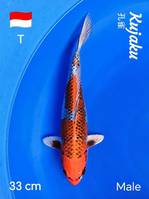 Lelang Koi Online, Jual Beli Ikan Koi, Pusat Jual Beli Koi, Info Lelang Koi Hari Ini, Platform Jual Beli Koi, Jual Beli Ikan Koi Online, Marketplace Ikan Koi, Jual Koi Terbaik, Tempat Beli Koi Berkualitas, Pasar Ikan Koi Online Terpercaya, Penjual Ikan Koi Terpercaya, Beli Koi Hias Online, Ikan Koi untuk Dijual, Koi Kualitas Terbaik, Toko Online Ikan Koi, Koi Hias Untuk Dijual, Jual Beli Ikan Koi Lokal, Koi Indonesia Online, Pusat Jual Beli Koi Terbesar