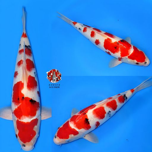 Lelang Koi Online, Jual Beli Ikan Koi, Pusat Jual Beli Koi, Info Lelang Koi Hari Ini, Platform Jual Beli Koi, Jual Beli Ikan Koi Online, Marketplace Ikan Koi, Jual Koi Terbaik, Tempat Beli Koi Berkualitas, Pasar Ikan Koi Online Terpercaya, Penjual Ikan Koi Terpercaya, Beli Koi Hias Online, Ikan Koi untuk Dijual, Koi Kualitas Terbaik, Toko Online Ikan Koi, Koi Hias Untuk Dijual, Jual Beli Ikan Koi Lokal, Koi Indonesia Online, Pusat Jual Beli Koi Terbesar