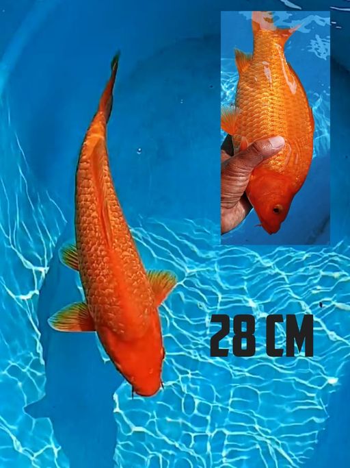 Lelang Koi Online, Jual Beli Ikan Koi, Pusat Jual Beli Koi, Info Lelang Koi Hari Ini, Platform Jual Beli Koi, Jual Beli Ikan Koi Online, Marketplace Ikan Koi, Jual Koi Terbaik, Tempat Beli Koi Berkualitas, Pasar Ikan Koi Online Terpercaya, Penjual Ikan Koi Terpercaya, Beli Koi Hias Online, Ikan Koi untuk Dijual, Koi Kualitas Terbaik, Toko Online Ikan Koi, Koi Hias Untuk Dijual, Jual Beli Ikan Koi Lokal, Koi Indonesia Online, Pusat Jual Beli Koi Terbesar