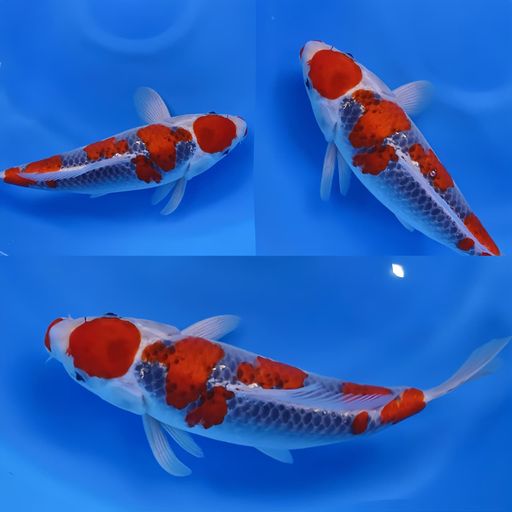Lelang Koi Online, Jual Beli Ikan Koi, Pusat Jual Beli Koi, Info Lelang Koi Hari Ini, Platform Jual Beli Koi, Jual Beli Ikan Koi Online, Marketplace Ikan Koi, Jual Koi Terbaik, Tempat Beli Koi Berkualitas, Pasar Ikan Koi Online Terpercaya, Penjual Ikan Koi Terpercaya, Beli Koi Hias Online, Ikan Koi untuk Dijual, Koi Kualitas Terbaik, Toko Online Ikan Koi, Koi Hias Untuk Dijual, Jual Beli Ikan Koi Lokal, Koi Indonesia Online, Pusat Jual Beli Koi Terbesar