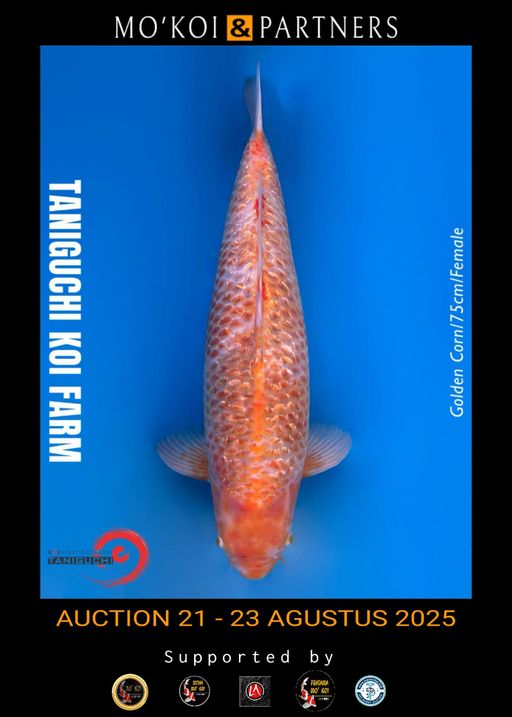 Lelang Koi Online, Jual Beli Ikan Koi, Pusat Jual Beli Koi, Info Lelang Koi Hari Ini, Platform Jual Beli Koi, Jual Beli Ikan Koi Online, Marketplace Ikan Koi, Jual Koi Terbaik, Tempat Beli Koi Berkualitas, Pasar Ikan Koi Online Terpercaya, Penjual Ikan Koi Terpercaya, Beli Koi Hias Online, Ikan Koi untuk Dijual, Koi Kualitas Terbaik, Toko Online Ikan Koi, Koi Hias Untuk Dijual, Jual Beli Ikan Koi Lokal, Koi Indonesia Online, Pusat Jual Beli Koi Terbesar