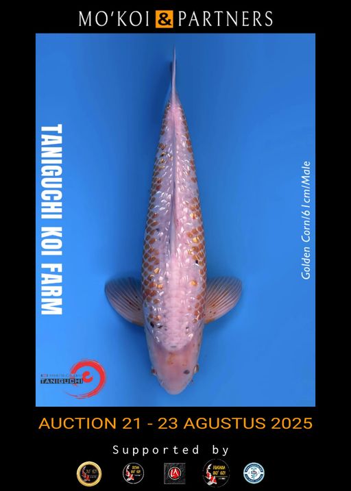 Lelang Koi Online, Jual Beli Ikan Koi, Pusat Jual Beli Koi, Info Lelang Koi Hari Ini, Platform Jual Beli Koi, Jual Beli Ikan Koi Online, Marketplace Ikan Koi, Jual Koi Terbaik, Tempat Beli Koi Berkualitas, Pasar Ikan Koi Online Terpercaya, Penjual Ikan Koi Terpercaya, Beli Koi Hias Online, Ikan Koi untuk Dijual, Koi Kualitas Terbaik, Toko Online Ikan Koi, Koi Hias Untuk Dijual, Jual Beli Ikan Koi Lokal, Koi Indonesia Online, Pusat Jual Beli Koi Terbesar