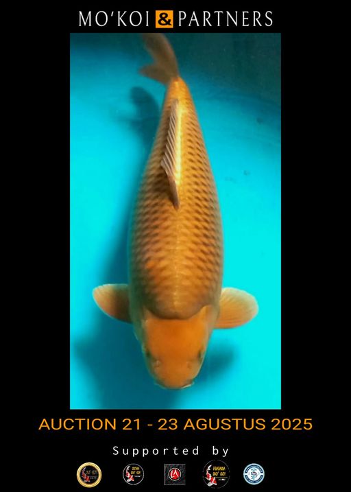 Lelang Koi Online, Jual Beli Ikan Koi, Pusat Jual Beli Koi, Info Lelang Koi Hari Ini, Platform Jual Beli Koi, Jual Beli Ikan Koi Online, Marketplace Ikan Koi, Jual Koi Terbaik, Tempat Beli Koi Berkualitas, Pasar Ikan Koi Online Terpercaya, Penjual Ikan Koi Terpercaya, Beli Koi Hias Online, Ikan Koi untuk Dijual, Koi Kualitas Terbaik, Toko Online Ikan Koi, Koi Hias Untuk Dijual, Jual Beli Ikan Koi Lokal, Koi Indonesia Online, Pusat Jual Beli Koi Terbesar