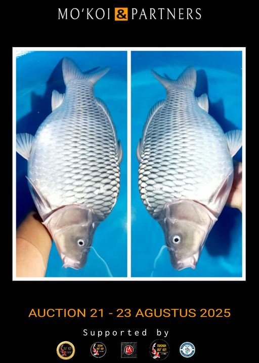 Lelang Koi Online, Jual Beli Ikan Koi, Pusat Jual Beli Koi, Info Lelang Koi Hari Ini, Platform Jual Beli Koi, Jual Beli Ikan Koi Online, Marketplace Ikan Koi, Jual Koi Terbaik, Tempat Beli Koi Berkualitas, Pasar Ikan Koi Online Terpercaya, Penjual Ikan Koi Terpercaya, Beli Koi Hias Online, Ikan Koi untuk Dijual, Koi Kualitas Terbaik, Toko Online Ikan Koi, Koi Hias Untuk Dijual, Jual Beli Ikan Koi Lokal, Koi Indonesia Online, Pusat Jual Beli Koi Terbesar