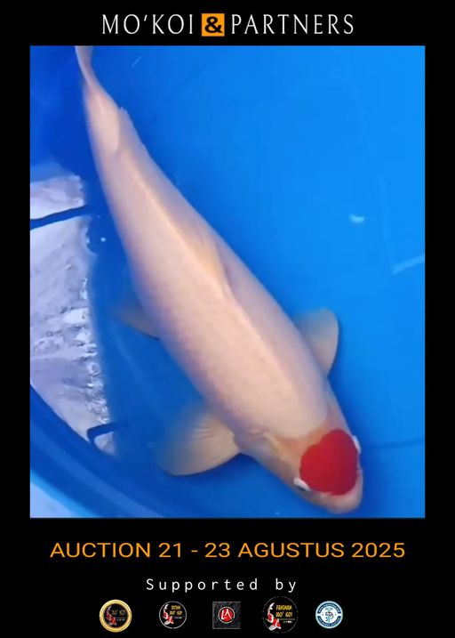 Lelang Koi Online, Jual Beli Ikan Koi, Pusat Jual Beli Koi, Info Lelang Koi Hari Ini, Platform Jual Beli Koi, Jual Beli Ikan Koi Online, Marketplace Ikan Koi, Jual Koi Terbaik, Tempat Beli Koi Berkualitas, Pasar Ikan Koi Online Terpercaya, Penjual Ikan Koi Terpercaya, Beli Koi Hias Online, Ikan Koi untuk Dijual, Koi Kualitas Terbaik, Toko Online Ikan Koi, Koi Hias Untuk Dijual, Jual Beli Ikan Koi Lokal, Koi Indonesia Online, Pusat Jual Beli Koi Terbesar