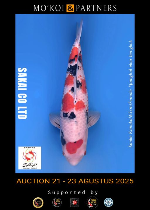 Lelang Koi Online, Jual Beli Ikan Koi, Pusat Jual Beli Koi, Info Lelang Koi Hari Ini, Platform Jual Beli Koi, Jual Beli Ikan Koi Online, Marketplace Ikan Koi, Jual Koi Terbaik, Tempat Beli Koi Berkualitas, Pasar Ikan Koi Online Terpercaya, Penjual Ikan Koi Terpercaya, Beli Koi Hias Online, Ikan Koi untuk Dijual, Koi Kualitas Terbaik, Toko Online Ikan Koi, Koi Hias Untuk Dijual, Jual Beli Ikan Koi Lokal, Koi Indonesia Online, Pusat Jual Beli Koi Terbesar