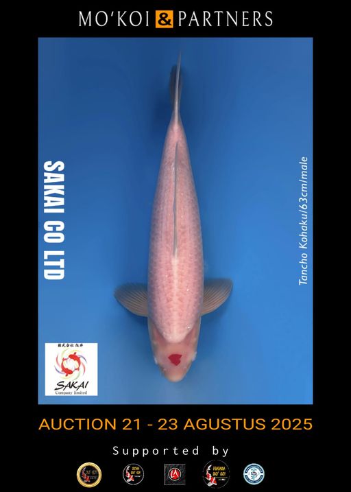 Lelang Koi Online, Jual Beli Ikan Koi, Pusat Jual Beli Koi, Info Lelang Koi Hari Ini, Platform Jual Beli Koi, Jual Beli Ikan Koi Online, Marketplace Ikan Koi, Jual Koi Terbaik, Tempat Beli Koi Berkualitas, Pasar Ikan Koi Online Terpercaya, Penjual Ikan Koi Terpercaya, Beli Koi Hias Online, Ikan Koi untuk Dijual, Koi Kualitas Terbaik, Toko Online Ikan Koi, Koi Hias Untuk Dijual, Jual Beli Ikan Koi Lokal, Koi Indonesia Online, Pusat Jual Beli Koi Terbesar