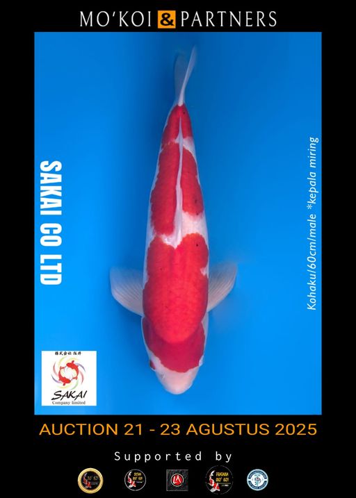 Lelang Koi Online, Jual Beli Ikan Koi, Pusat Jual Beli Koi, Info Lelang Koi Hari Ini, Platform Jual Beli Koi, Jual Beli Ikan Koi Online, Marketplace Ikan Koi, Jual Koi Terbaik, Tempat Beli Koi Berkualitas, Pasar Ikan Koi Online Terpercaya, Penjual Ikan Koi Terpercaya, Beli Koi Hias Online, Ikan Koi untuk Dijual, Koi Kualitas Terbaik, Toko Online Ikan Koi, Koi Hias Untuk Dijual, Jual Beli Ikan Koi Lokal, Koi Indonesia Online, Pusat Jual Beli Koi Terbesar