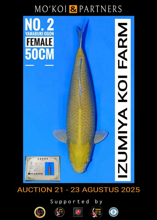 Lelang Koi Online, Jual Beli Ikan Koi, Pusat Jual Beli Koi, Info Lelang Koi Hari Ini, Platform Jual Beli Koi, Jual Beli Ikan Koi Online, Marketplace Ikan Koi, Jual Koi Terbaik, Tempat Beli Koi Berkualitas, Pasar Ikan Koi Online Terpercaya, Penjual Ikan Koi Terpercaya, Beli Koi Hias Online, Ikan Koi untuk Dijual, Koi Kualitas Terbaik, Toko Online Ikan Koi, Koi Hias Untuk Dijual, Jual Beli Ikan Koi Lokal, Koi Indonesia Online, Pusat Jual Beli Koi Terbesar