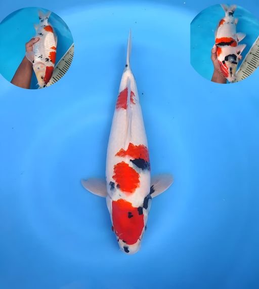 Lelang Koi Online, Jual Beli Ikan Koi, Pusat Jual Beli Koi, Info Lelang Koi Hari Ini, Platform Jual Beli Koi, Jual Beli Ikan Koi Online, Marketplace Ikan Koi, Jual Koi Terbaik, Tempat Beli Koi Berkualitas, Pasar Ikan Koi Online Terpercaya, Penjual Ikan Koi Terpercaya, Beli Koi Hias Online, Ikan Koi untuk Dijual, Koi Kualitas Terbaik, Toko Online Ikan Koi, Koi Hias Untuk Dijual, Jual Beli Ikan Koi Lokal, Koi Indonesia Online, Pusat Jual Beli Koi Terbesar