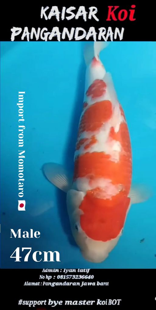 Lelang Koi Online, Jual Beli Ikan Koi, Pusat Jual Beli Koi, Info Lelang Koi Hari Ini, Platform Jual Beli Koi, Jual Beli Ikan Koi Online, Marketplace Ikan Koi, Jual Koi Terbaik, Tempat Beli Koi Berkualitas, Pasar Ikan Koi Online Terpercaya, Penjual Ikan Koi Terpercaya, Beli Koi Hias Online, Ikan Koi untuk Dijual, Koi Kualitas Terbaik, Toko Online Ikan Koi, Koi Hias Untuk Dijual, Jual Beli Ikan Koi Lokal, Koi Indonesia Online, Pusat Jual Beli Koi Terbesar