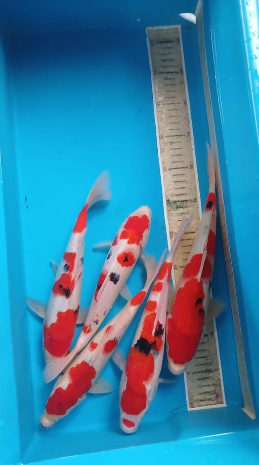 Lelang Koi Online, Jual Beli Ikan Koi, Pusat Jual Beli Koi, Info Lelang Koi Hari Ini, Platform Jual Beli Koi, Jual Beli Ikan Koi Online, Marketplace Ikan Koi, Jual Koi Terbaik, Tempat Beli Koi Berkualitas, Pasar Ikan Koi Online Terpercaya, Penjual Ikan Koi Terpercaya, Beli Koi Hias Online, Ikan Koi untuk Dijual, Koi Kualitas Terbaik, Toko Online Ikan Koi, Koi Hias Untuk Dijual, Jual Beli Ikan Koi Lokal, Koi Indonesia Online, Pusat Jual Beli Koi Terbesar