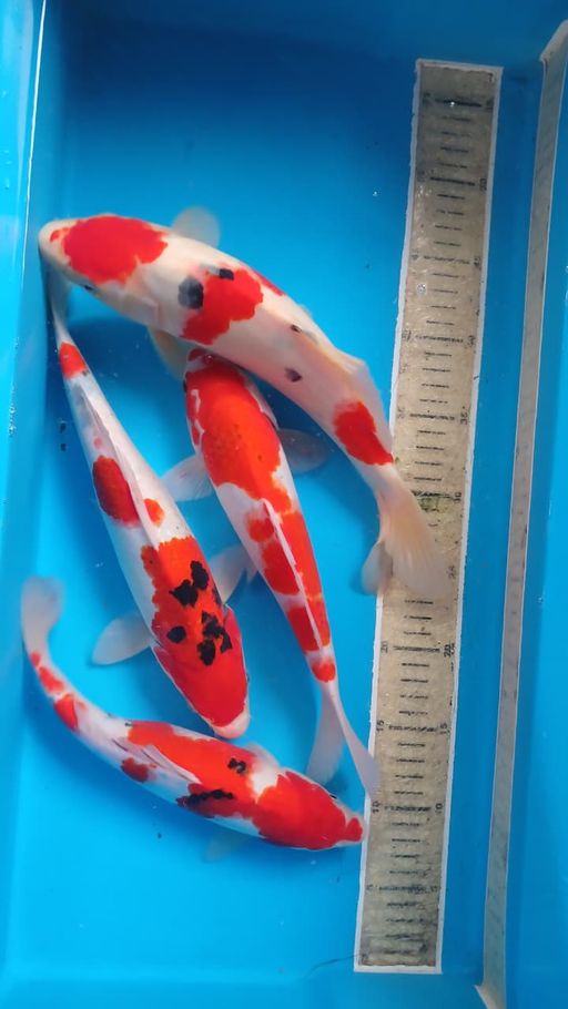 Lelang Koi Online, Jual Beli Ikan Koi, Pusat Jual Beli Koi, Info Lelang Koi Hari Ini, Platform Jual Beli Koi, Jual Beli Ikan Koi Online, Marketplace Ikan Koi, Jual Koi Terbaik, Tempat Beli Koi Berkualitas, Pasar Ikan Koi Online Terpercaya, Penjual Ikan Koi Terpercaya, Beli Koi Hias Online, Ikan Koi untuk Dijual, Koi Kualitas Terbaik, Toko Online Ikan Koi, Koi Hias Untuk Dijual, Jual Beli Ikan Koi Lokal, Koi Indonesia Online, Pusat Jual Beli Koi Terbesar