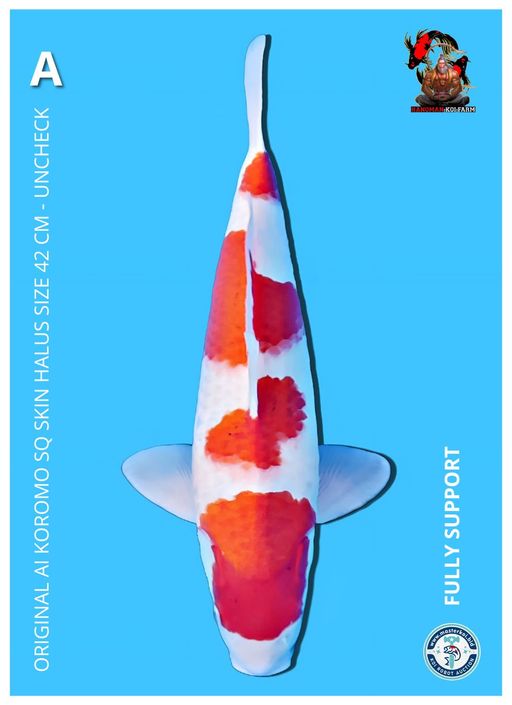 Lelang Koi Online, Jual Beli Ikan Koi, Pusat Jual Beli Koi, Info Lelang Koi Hari Ini, Platform Jual Beli Koi, Jual Beli Ikan Koi Online, Marketplace Ikan Koi, Jual Koi Terbaik, Tempat Beli Koi Berkualitas, Pasar Ikan Koi Online Terpercaya, Penjual Ikan Koi Terpercaya, Beli Koi Hias Online, Ikan Koi untuk Dijual, Koi Kualitas Terbaik, Toko Online Ikan Koi, Koi Hias Untuk Dijual, Jual Beli Ikan Koi Lokal, Koi Indonesia Online, Pusat Jual Beli Koi Terbesar