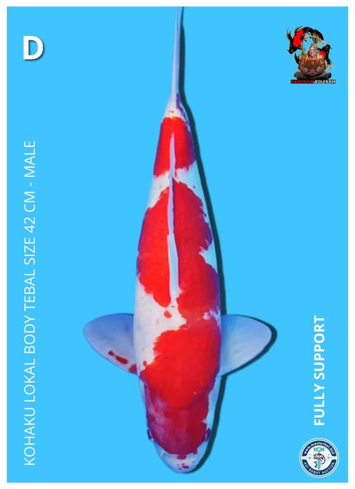 Lelang Koi Online, Jual Beli Ikan Koi, Pusat Jual Beli Koi, Info Lelang Koi Hari Ini, Platform Jual Beli Koi, Jual Beli Ikan Koi Online, Marketplace Ikan Koi, Jual Koi Terbaik, Tempat Beli Koi Berkualitas, Pasar Ikan Koi Online Terpercaya, Penjual Ikan Koi Terpercaya, Beli Koi Hias Online, Ikan Koi untuk Dijual, Koi Kualitas Terbaik, Toko Online Ikan Koi, Koi Hias Untuk Dijual, Jual Beli Ikan Koi Lokal, Koi Indonesia Online, Pusat Jual Beli Koi Terbesar