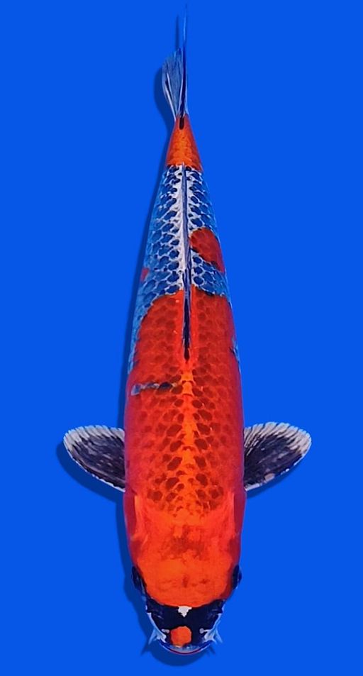 Lelang Koi Online, Jual Beli Ikan Koi, Pusat Jual Beli Koi, Info Lelang Koi Hari Ini, Platform Jual Beli Koi, Jual Beli Ikan Koi Online, Marketplace Ikan Koi, Jual Koi Terbaik, Tempat Beli Koi Berkualitas, Pasar Ikan Koi Online Terpercaya, Penjual Ikan Koi Terpercaya, Beli Koi Hias Online, Ikan Koi untuk Dijual, Koi Kualitas Terbaik, Toko Online Ikan Koi, Koi Hias Untuk Dijual, Jual Beli Ikan Koi Lokal, Koi Indonesia Online, Pusat Jual Beli Koi Terbesar