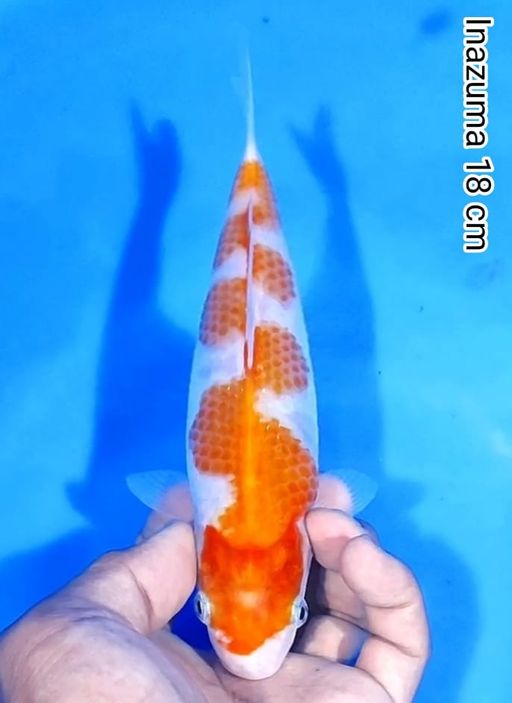 Lelang Koi Online, Jual Beli Ikan Koi, Pusat Jual Beli Koi, Info Lelang Koi Hari Ini, Platform Jual Beli Koi, Jual Beli Ikan Koi Online, Marketplace Ikan Koi, Jual Koi Terbaik, Tempat Beli Koi Berkualitas, Pasar Ikan Koi Online Terpercaya, Penjual Ikan Koi Terpercaya, Beli Koi Hias Online, Ikan Koi untuk Dijual, Koi Kualitas Terbaik, Toko Online Ikan Koi, Koi Hias Untuk Dijual, Jual Beli Ikan Koi Lokal, Koi Indonesia Online, Pusat Jual Beli Koi Terbesar