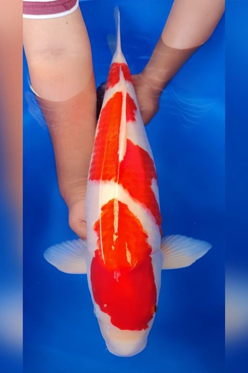 Lelang Koi Online, Jual Beli Ikan Koi, Pusat Jual Beli Koi, Info Lelang Koi Hari Ini, Platform Jual Beli Koi, Jual Beli Ikan Koi Online, Marketplace Ikan Koi, Jual Koi Terbaik, Tempat Beli Koi Berkualitas, Pasar Ikan Koi Online Terpercaya, Penjual Ikan Koi Terpercaya, Beli Koi Hias Online, Ikan Koi untuk Dijual, Koi Kualitas Terbaik, Toko Online Ikan Koi, Koi Hias Untuk Dijual, Jual Beli Ikan Koi Lokal, Koi Indonesia Online, Pusat Jual Beli Koi Terbesar