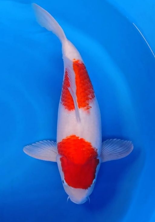 Lelang Koi Online, Jual Beli Ikan Koi, Pusat Jual Beli Koi, Info Lelang Koi Hari Ini, Platform Jual Beli Koi, Jual Beli Ikan Koi Online, Marketplace Ikan Koi, Jual Koi Terbaik, Tempat Beli Koi Berkualitas, Pasar Ikan Koi Online Terpercaya, Penjual Ikan Koi Terpercaya, Beli Koi Hias Online, Ikan Koi untuk Dijual, Koi Kualitas Terbaik, Toko Online Ikan Koi, Koi Hias Untuk Dijual, Jual Beli Ikan Koi Lokal, Koi Indonesia Online, Pusat Jual Beli Koi Terbesar