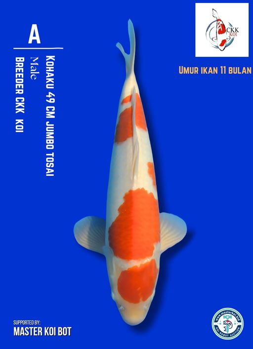 Lelang Koi Online, Jual Beli Ikan Koi, Pusat Jual Beli Koi, Info Lelang Koi Hari Ini, Platform Jual Beli Koi, Jual Beli Ikan Koi Online, Marketplace Ikan Koi, Jual Koi Terbaik, Tempat Beli Koi Berkualitas, Pasar Ikan Koi Online Terpercaya, Penjual Ikan Koi Terpercaya, Beli Koi Hias Online, Ikan Koi untuk Dijual, Koi Kualitas Terbaik, Toko Online Ikan Koi, Koi Hias Untuk Dijual, Jual Beli Ikan Koi Lokal, Koi Indonesia Online, Pusat Jual Beli Koi Terbesar