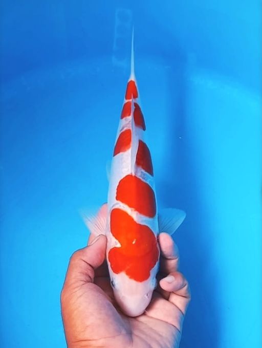 Lelang Koi Online, Jual Beli Ikan Koi, Pusat Jual Beli Koi, Info Lelang Koi Hari Ini, Platform Jual Beli Koi, Jual Beli Ikan Koi Online, Marketplace Ikan Koi, Jual Koi Terbaik, Tempat Beli Koi Berkualitas, Pasar Ikan Koi Online Terpercaya, Penjual Ikan Koi Terpercaya, Beli Koi Hias Online, Ikan Koi untuk Dijual, Koi Kualitas Terbaik, Toko Online Ikan Koi, Koi Hias Untuk Dijual, Jual Beli Ikan Koi Lokal, Koi Indonesia Online, Pusat Jual Beli Koi Terbesar