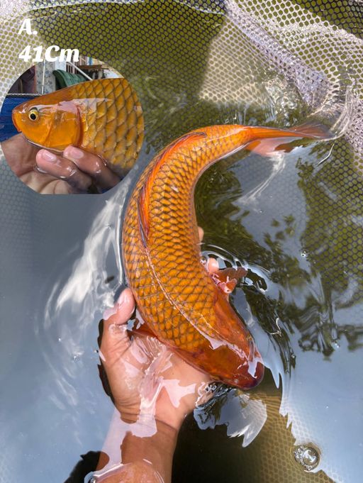 Lelang Koi Online, Jual Beli Ikan Koi, Pusat Jual Beli Koi, Info Lelang Koi Hari Ini, Platform Jual Beli Koi, Jual Beli Ikan Koi Online, Marketplace Ikan Koi, Jual Koi Terbaik, Tempat Beli Koi Berkualitas, Pasar Ikan Koi Online Terpercaya, Penjual Ikan Koi Terpercaya, Beli Koi Hias Online, Ikan Koi untuk Dijual, Koi Kualitas Terbaik, Toko Online Ikan Koi, Koi Hias Untuk Dijual, Jual Beli Ikan Koi Lokal, Koi Indonesia Online, Pusat Jual Beli Koi Terbesar