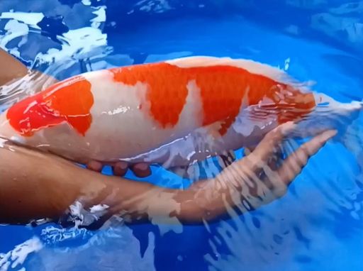 Lelang Koi Online, Jual Beli Ikan Koi, Pusat Jual Beli Koi, Info Lelang Koi Hari Ini, Platform Jual Beli Koi, Jual Beli Ikan Koi Online, Marketplace Ikan Koi, Jual Koi Terbaik, Tempat Beli Koi Berkualitas, Pasar Ikan Koi Online Terpercaya, Penjual Ikan Koi Terpercaya, Beli Koi Hias Online, Ikan Koi untuk Dijual, Koi Kualitas Terbaik, Toko Online Ikan Koi, Koi Hias Untuk Dijual, Jual Beli Ikan Koi Lokal, Koi Indonesia Online, Pusat Jual Beli Koi Terbesar