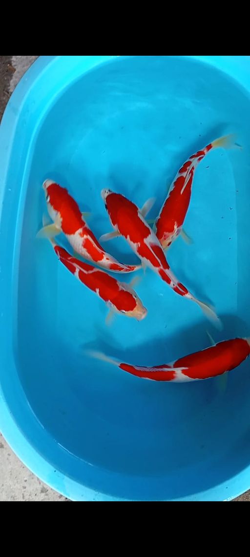 Lelang Koi Online, Jual Beli Ikan Koi, Pusat Jual Beli Koi, Info Lelang Koi Hari Ini, Platform Jual Beli Koi, Jual Beli Ikan Koi Online, Marketplace Ikan Koi, Jual Koi Terbaik, Tempat Beli Koi Berkualitas, Pasar Ikan Koi Online Terpercaya, Penjual Ikan Koi Terpercaya, Beli Koi Hias Online, Ikan Koi untuk Dijual, Koi Kualitas Terbaik, Toko Online Ikan Koi, Koi Hias Untuk Dijual, Jual Beli Ikan Koi Lokal, Koi Indonesia Online, Pusat Jual Beli Koi Terbesar