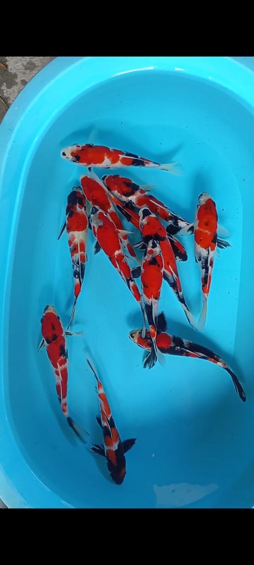 Lelang Koi Online, Jual Beli Ikan Koi, Pusat Jual Beli Koi, Info Lelang Koi Hari Ini, Platform Jual Beli Koi, Jual Beli Ikan Koi Online, Marketplace Ikan Koi, Jual Koi Terbaik, Tempat Beli Koi Berkualitas, Pasar Ikan Koi Online Terpercaya, Penjual Ikan Koi Terpercaya, Beli Koi Hias Online, Ikan Koi untuk Dijual, Koi Kualitas Terbaik, Toko Online Ikan Koi, Koi Hias Untuk Dijual, Jual Beli Ikan Koi Lokal, Koi Indonesia Online, Pusat Jual Beli Koi Terbesar