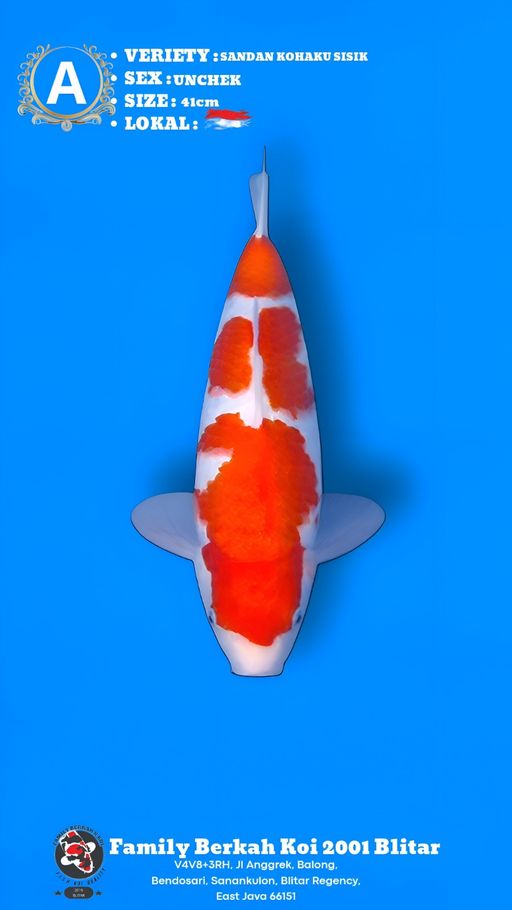 Lelang Koi Online, Jual Beli Ikan Koi, Pusat Jual Beli Koi, Info Lelang Koi Hari Ini, Platform Jual Beli Koi, Jual Beli Ikan Koi Online, Marketplace Ikan Koi, Jual Koi Terbaik, Tempat Beli Koi Berkualitas, Pasar Ikan Koi Online Terpercaya, Penjual Ikan Koi Terpercaya, Beli Koi Hias Online, Ikan Koi untuk Dijual, Koi Kualitas Terbaik, Toko Online Ikan Koi, Koi Hias Untuk Dijual, Jual Beli Ikan Koi Lokal, Koi Indonesia Online, Pusat Jual Beli Koi Terbesar